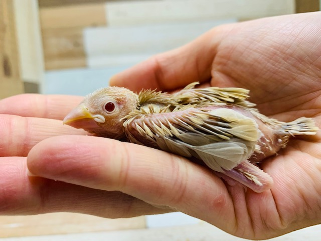 人気沸騰中!!シナモン文鳥が来ました♪