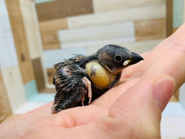 小さいけどたくさん食べます！桜文鳥さん♪