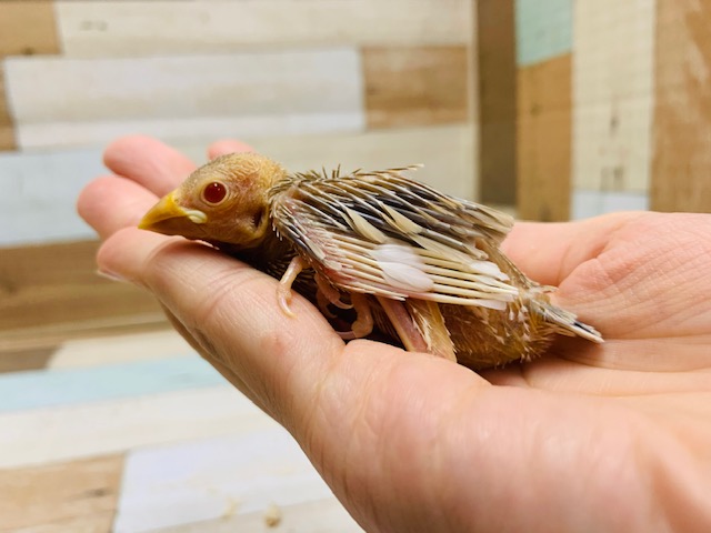 人気カラー☆カメラ目線多め?!シナモン文鳥さん♪