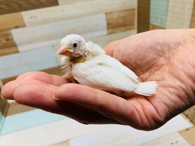 定番人気！白文鳥さん入舎しました♪