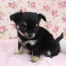 スタッフお気に入り☆ロングコートチワワ・女の子！