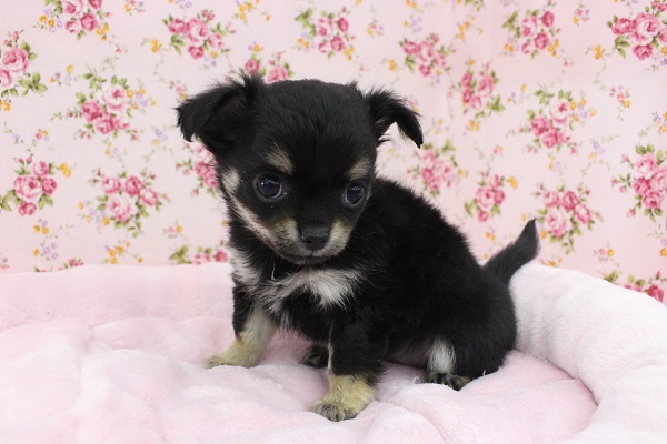 スタッフお気に入り☆ロングコートチワワ・女の子！