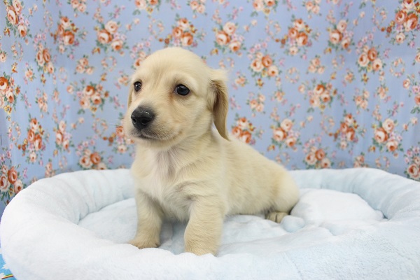 おねむちゃん？ミニチュアダックス・男の子！