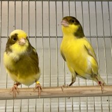 次回の入舎は未定です！！ ローラーカナリアのペア 2021.3/25撮影