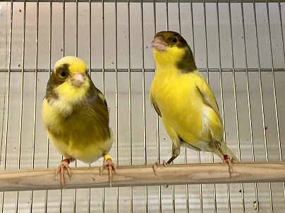 次回の入舎は未定です！！ ローラーカナリアのペア 2021.3/25撮影