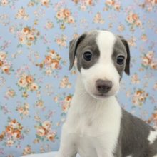 むちむちでカワイイ☆イタリアングレーハウンド・男の子！