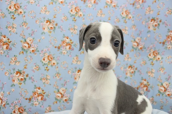 むちむちでカワイイ☆イタリアングレーハウンド・男の子！