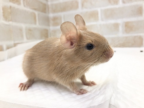 デグー(サンド)の女の子! デグー(サンド)の女の子!