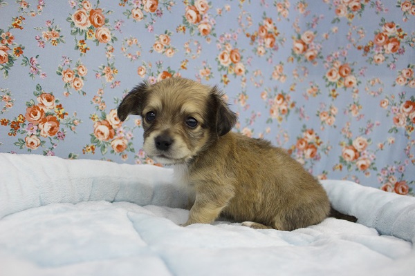 甘ったれわんこ☆MIX（チワワ×ダックス）・男の子！