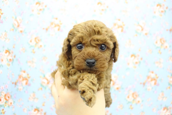 おめめパッチリもこもこボーイ☆トイプードル・男の子！