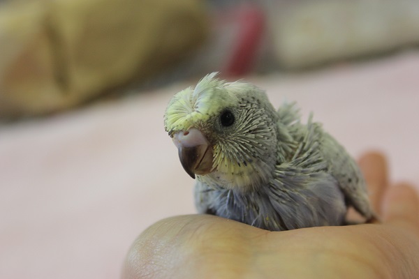 今がお迎え時☆手のり羽衣セキセイインコ