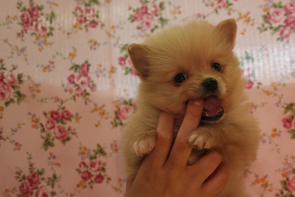 元気いっぱいです！！ポメラニアンちゃん女のコ♀