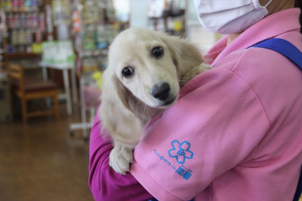 顔も性格も最高にかわいい!!!Mダックスくん♂