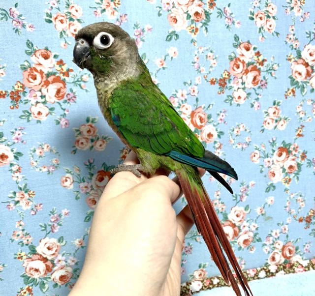 久々の入荷です！！ウロコインコ　ヒナでｺﾞｻﾞｲﾏｽ　２０２１　１月３０日