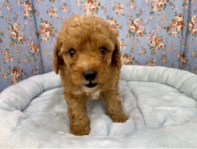 甘えん坊を極めし男子(笑) トイプードルの男のコ 2021.4/28撮影