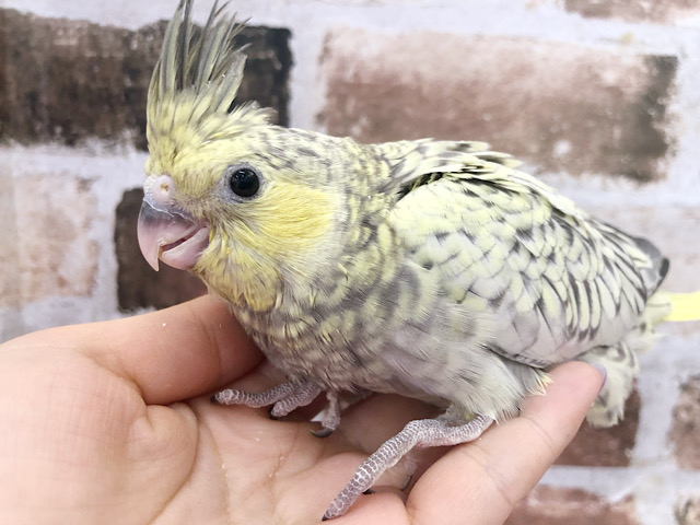 超ホヤホヤ最新画像★オカメインコ、珍しくパステルチークです♪　パール