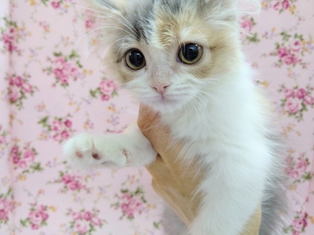 まんまるおめめの！マンチカン 女の子♪