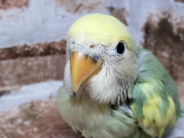 小桜インコシーグリーンパイド