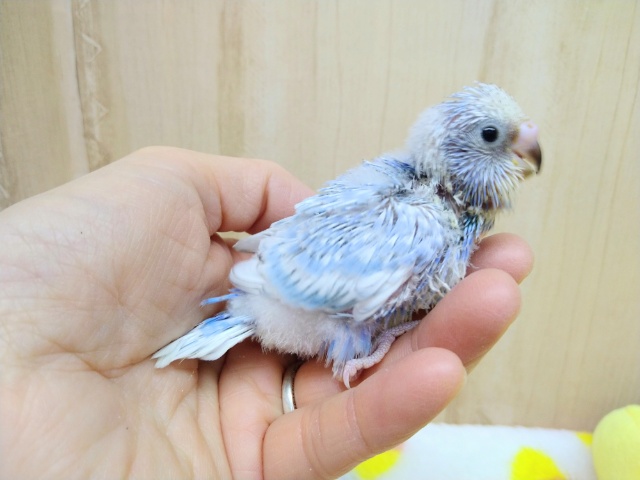 爽やか青空カラーなセキセイインコライラックいますよ〜