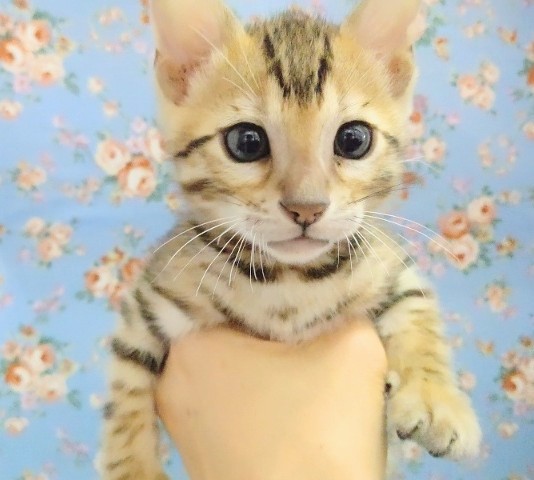 ギャップがたまらない！ベンガル 男の子♪