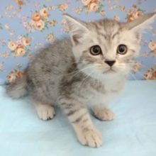 ドッキドキ！スコティッシュフォールド 男の子♪