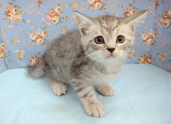 ドッキドキ！スコティッシュフォールド 男の子♪