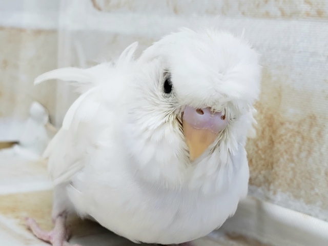羽衣セキセキインコ
