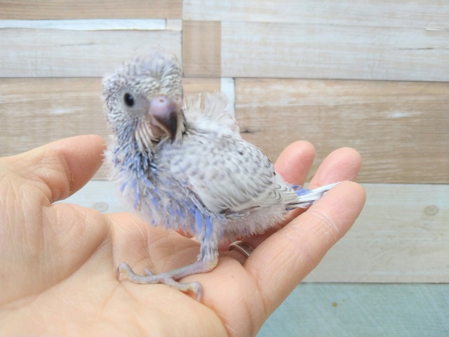 ポヤポヤ綿毛の羽衣セキセイインコヒナ来ましたよ