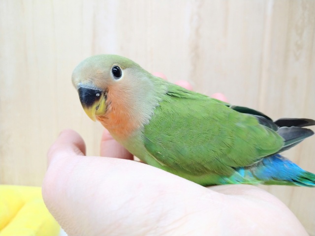 腰の青が鮮やかです！小桜インコヒナ来てます！