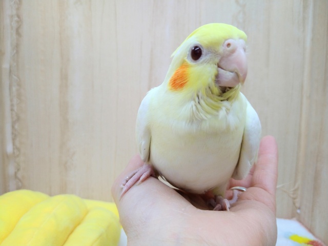 ビックな子供！オカメインコルチノーさんいますよ〜