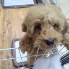 最新画像！変わらず人気の！トイプードル(レッド) 男の子♪