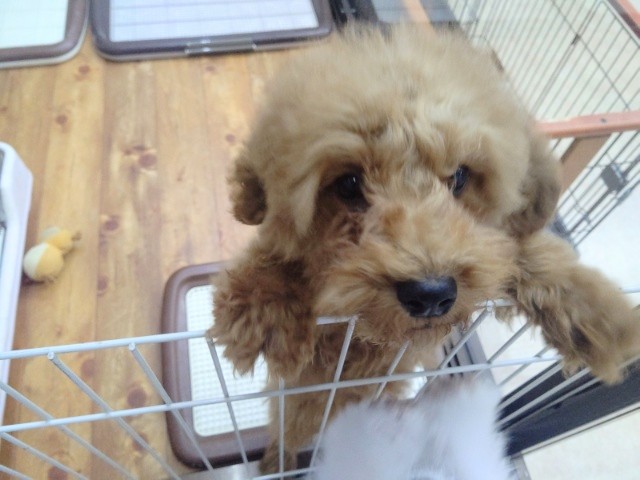 最新画像！変わらず人気の！トイプードル(レッド) 男の子♪