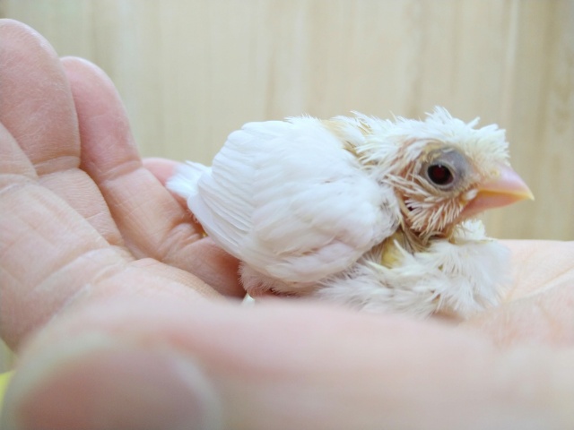 わっしょい！十姉妹ヒナ祭り！美鳥さん〜