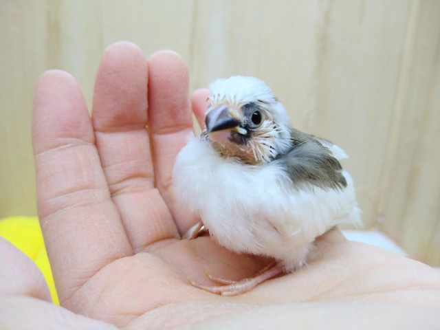 わっしょい！十姉妹ヒナ祭り！3兄弟のクチバシ黒〜