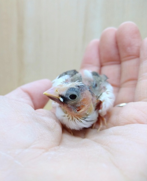 わっしょい！十姉妹ヒナ祭り！口ヒゲちゃん〜