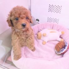 活発系男子！！！トイプードルくん入荷♪