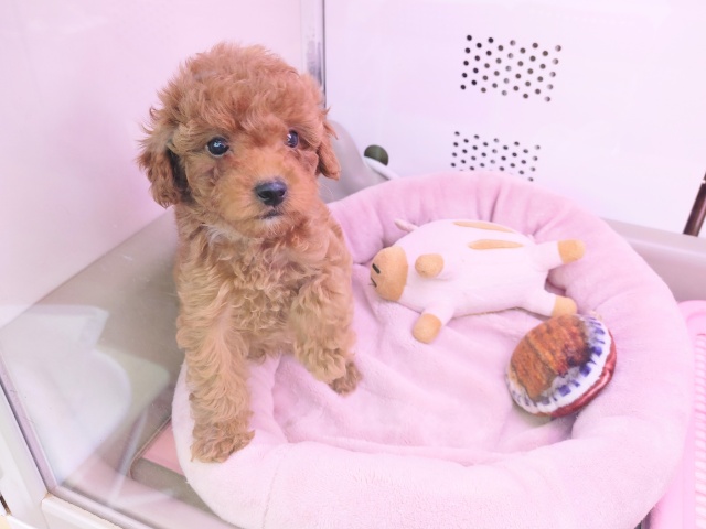 活発系男子！！！トイプードルくん入荷♪