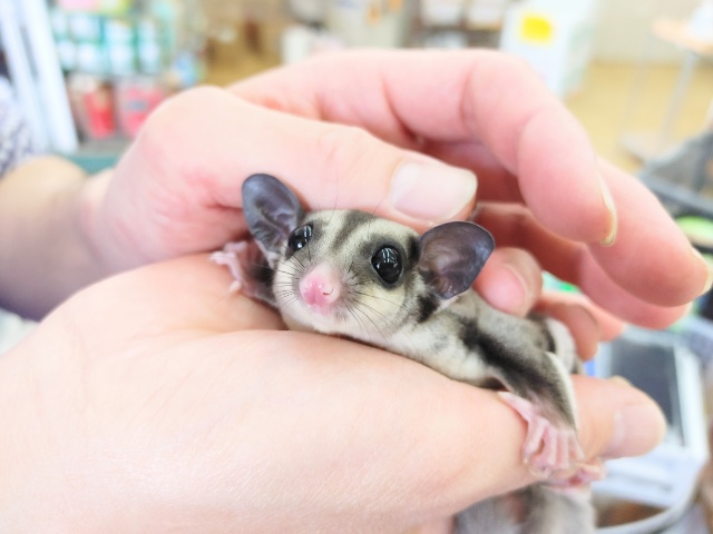 ベタなれすぎて。。。ホントに可愛いモモンガの女の子♪