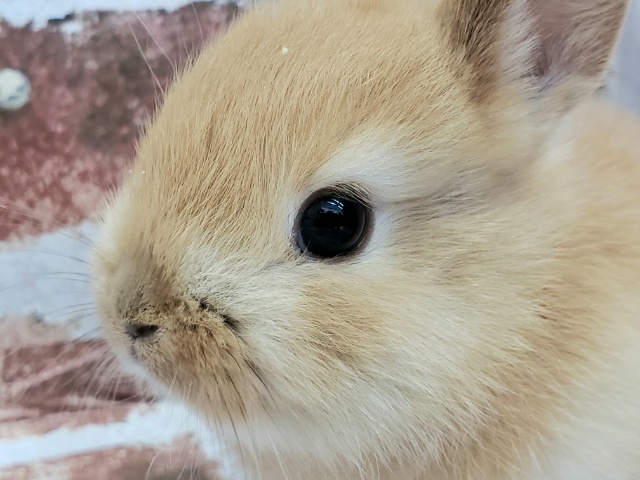 大人気ドワーフラビット