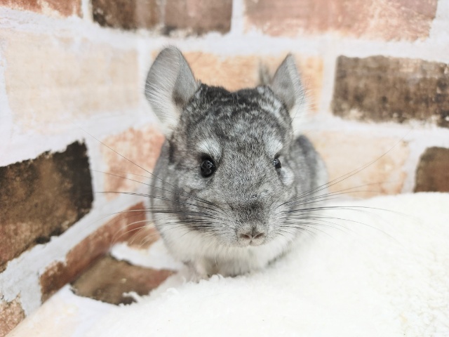 抱っこOK！！チンチラの女の子入荷いたしました♪