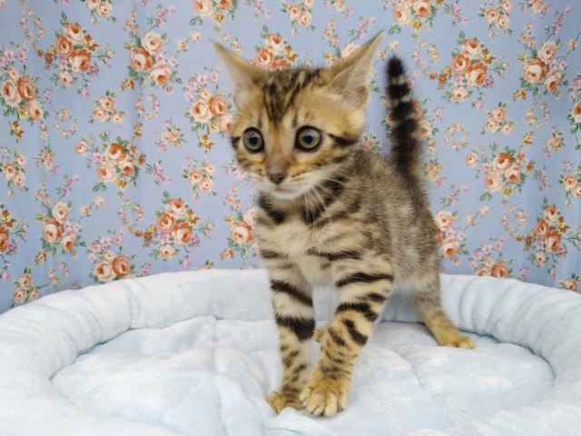 赤ちゃんなのにカッコイイ!!ベンガルさん来ました!