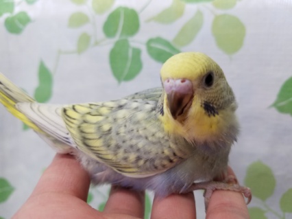 初めて見ました！！　色変わりスパングル　４／２４撮影