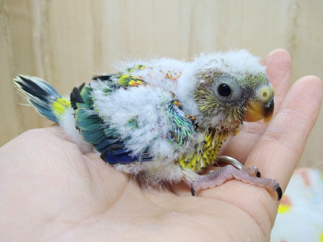 お歌も上手!?美声インコヒナ来ました！