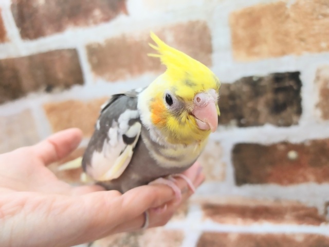 オカメインコのパイドさん入荷しています♪