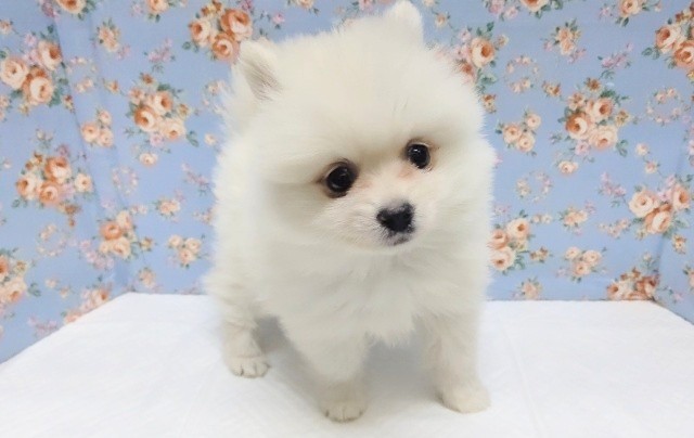 モッフモフ！ポメラニアン 男の子♪