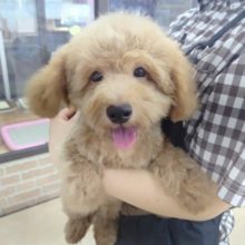 サークルデビュー！MIX犬(トイプードル×マルチーズ) 男の子♪