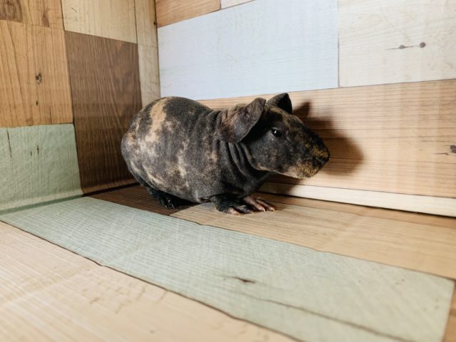 なでなでOK!! スキニーギニアピッグちゃん♡