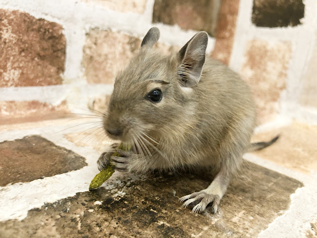 可愛いの塊♡ブルーデグーくん！