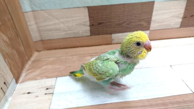 新緑カラーですね☆　セキセイインコ　パステルレインボー