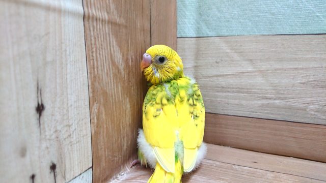 菜の花っぽい？？ セキセイインコ スパングルパイドーー